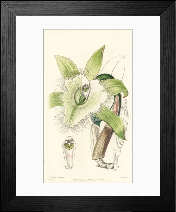 Framed Print : Rhyncholaelia digbyana orchid Framed Print : Rhyncholaelia digbyana orchid