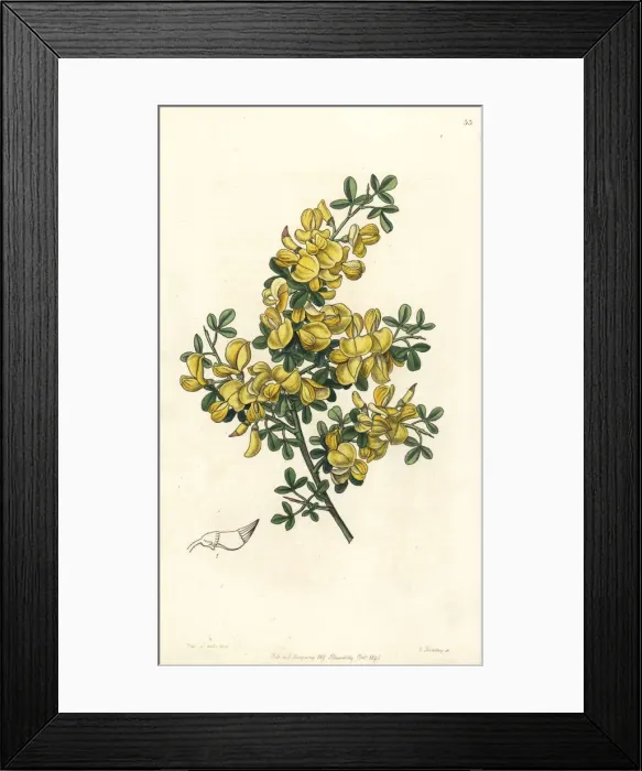 Framed Print : Spiny broom, Calicotome spinosa Framed Print : Spiny broom, Calicotome spinosa