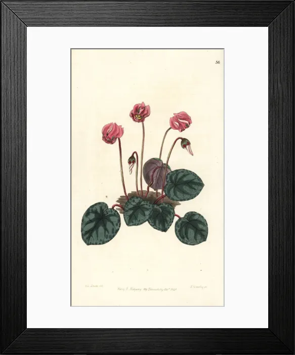 Framed Print : Purple cyclamen, Cyclamen purpurascens Framed Print : Purple cyclamen, Cyclamen purpurascens