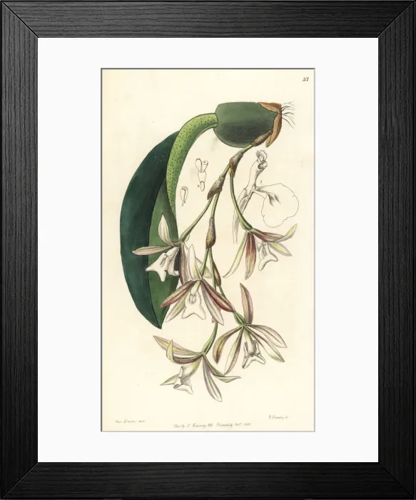 Framed Print : Trichopilia laxa orchid Framed Print : Trichopilia laxa orchid