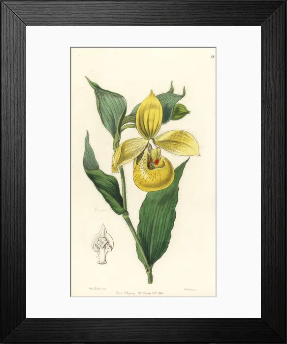 Framed Print : Irapeaos cypripedium orchid, Cypripedium irapeanum Framed Print : Irapeaos cypripedium orchid, Cypripedium irapeanum