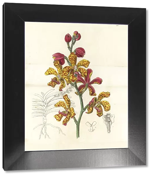 Vandopsis lissochiloides orchid