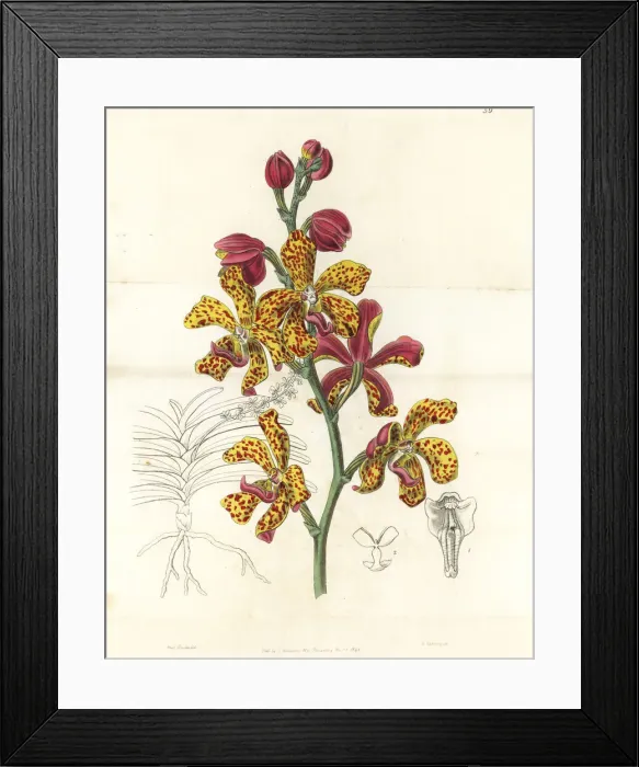Framed Print : Vandopsis lissochiloides orchid Framed Print : Vandopsis lissochiloides orchid