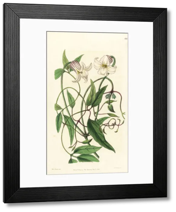 Framed Print : Crisp-flowered clematis, Clematis crispa Framed Print : Crisp-flowered clematis, Clematis crispa