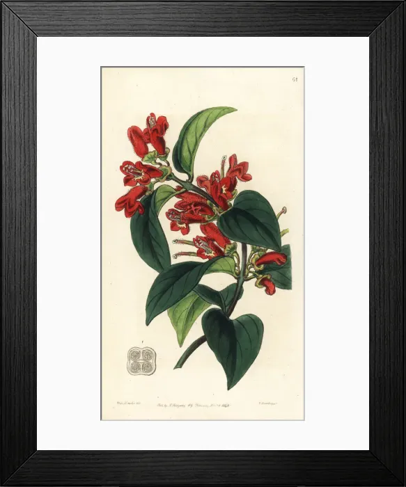 Framed Print : Lipstick plant, Aeschynanthus miniatus Framed Print : Lipstick plant, Aeschynanthus miniatus
