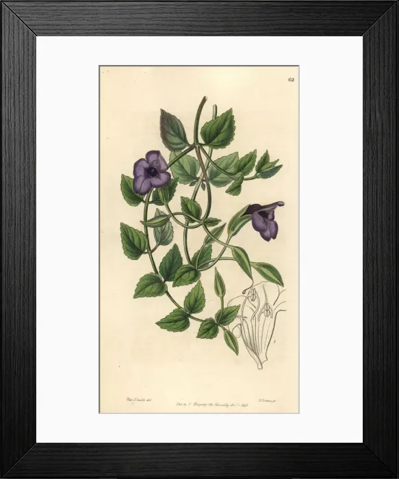 Framed Print : Spotless violet torenia, Torenia concolor Framed Print : Spotless violet torenia, Torenia concolor