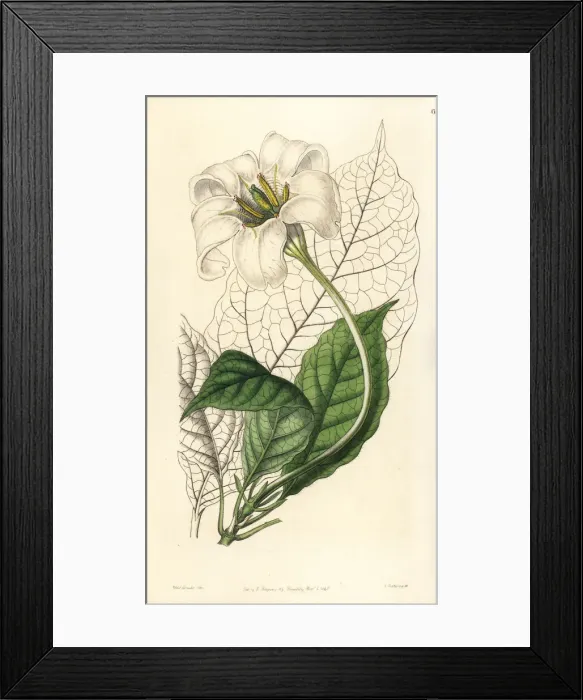 Framed Print : Angels trumpets, Euclinia longiflora Framed Print : Angels trumpets, Euclinia longiflora