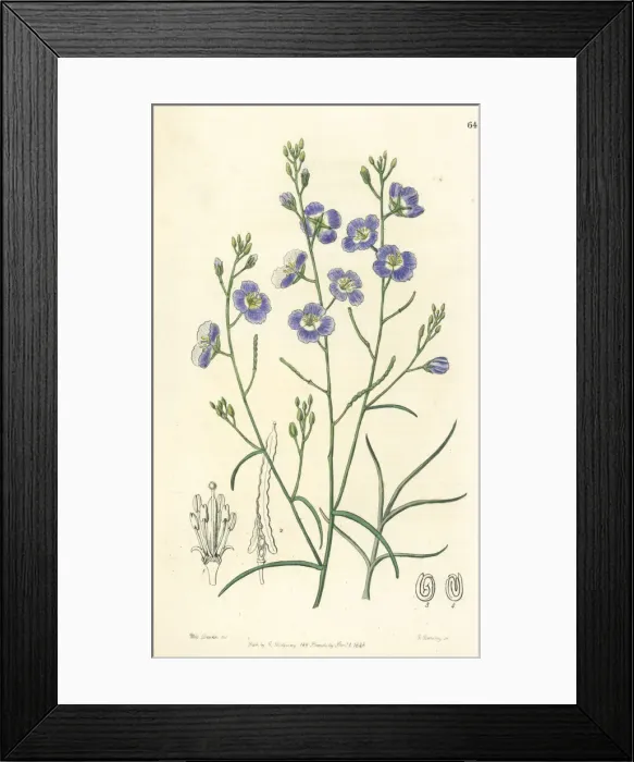 Framed Print : Trifid suncress, Heliophila trifida Framed Print : Trifid suncress, Heliophila trifida