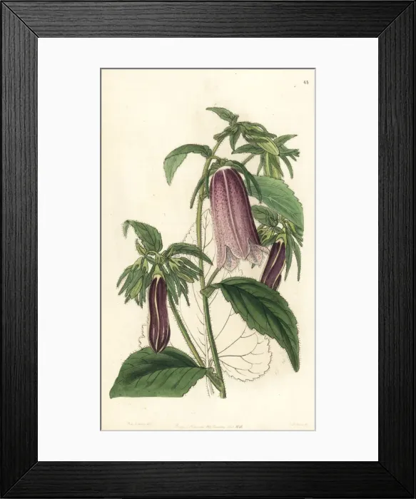 Framed Print : Spotted bellflower, Campanula punctata Framed Print : Spotted bellflower, Campanula punctata