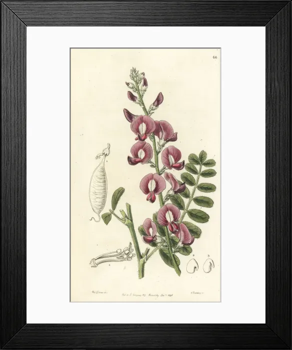 Framed Print : Darling pea, Swainsona greyana Framed Print : Darling pea, Swainsona greyana