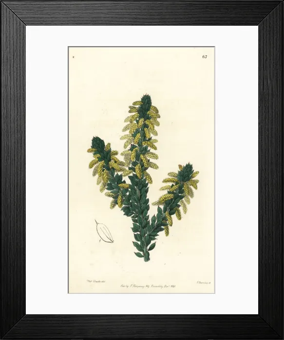 Framed Print : Wattle, Acacia verticillata subsp. ruscifolia Framed Print : Wattle, Acacia verticillata subsp. ruscifolia