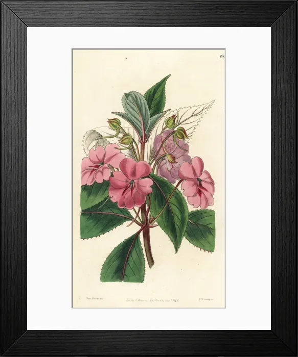 Framed Print : Broad-petaled balsam, Impatiens platypetala Framed Print : Broad-petaled balsam, Impatiens platypetala