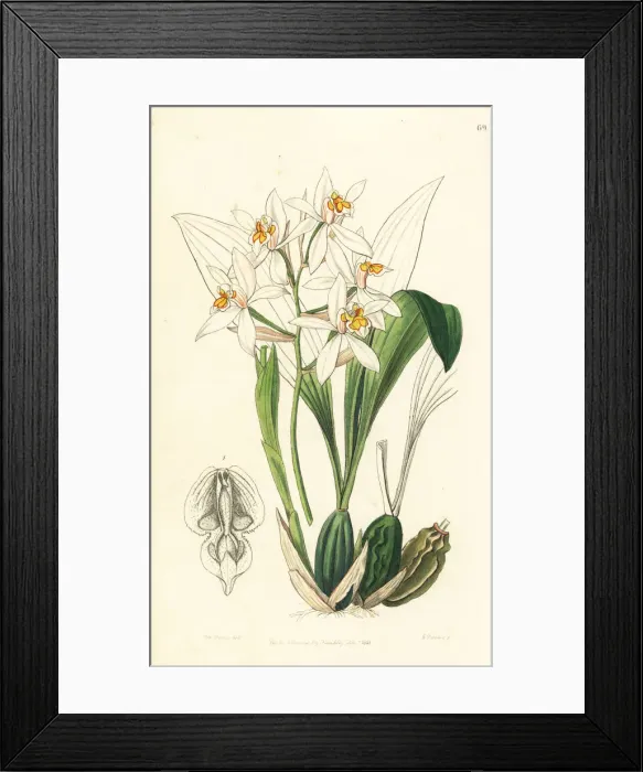 Framed Print : Coelogyne nitida orchid Framed Print : Coelogyne nitida orchid