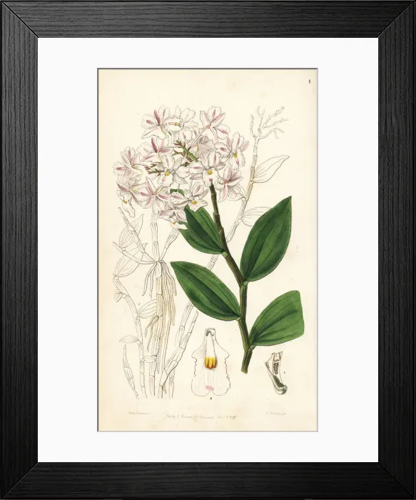 Framed Print : Variable dendrobium orchid, Dendrobium mutabile Framed Print : Variable dendrobium orchid, Dendrobium mutabile