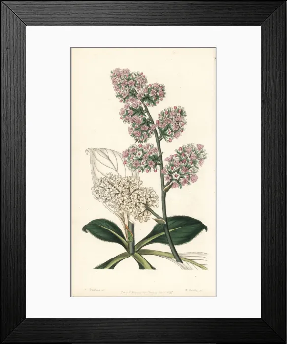 Framed Print : Goniolimon eximium Framed Print : Goniolimon eximium