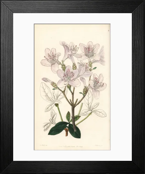 Framed Print : Mrs. Farrers rhododendron, Rhododendron farrerae Framed Print : Mrs. Farrers rhododendron, Rhododendron farrerae