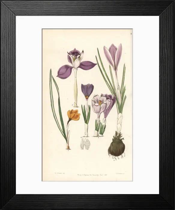 Framed Print : Crocus varieties Framed Print : Crocus varieties