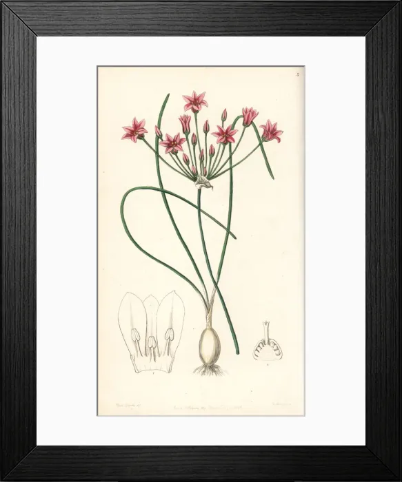 Framed Print : Wild onion, Allium neriniflorum Framed Print : Wild onion, Allium neriniflorum