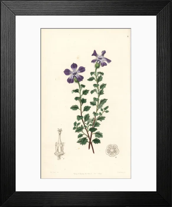 Framed Print : Lobed cyananth, Cyananthus lobatus Framed Print : Lobed cyananth, Cyananthus lobatus