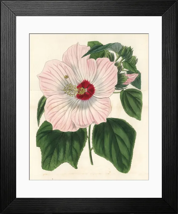 Framed Print : Musk hibiscus, Hibiscus moscheutos Framed Print : Musk hibiscus, Hibiscus moscheutos