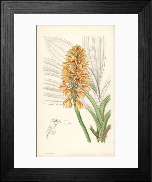 Framed Print : Calanthe pulchra orchid Framed Print : Calanthe pulchra orchid
