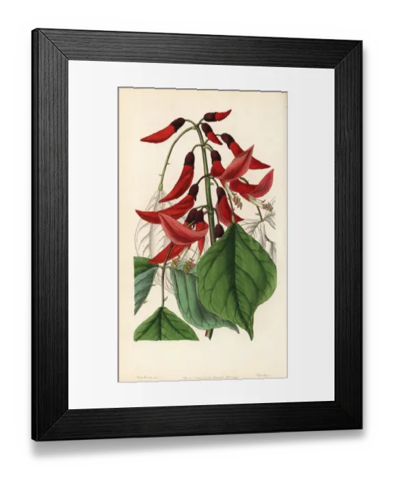 Framed Print : Mr. Bidwells erythrina hybrid, Erythrina x bidwillii Framed Print : Mr. Bidwells erythrina hybrid, Erythrina x bidwillii