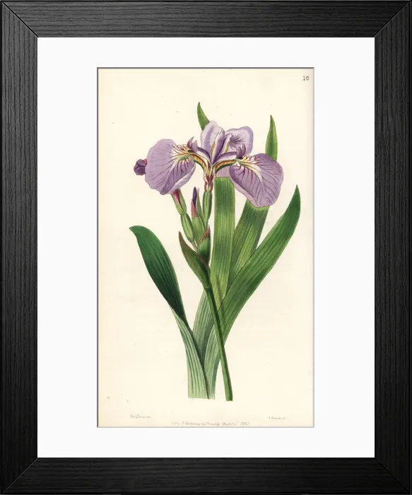 Framed Print : Bristle-tipped iris or beachhead iris, Iris setosa Framed Print : Bristle-tipped iris or beachhead iris, Iris setosa