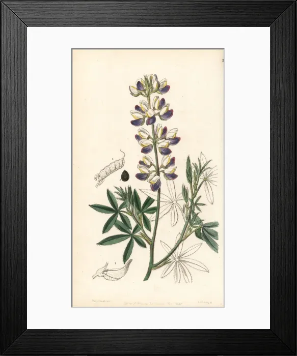 Framed Print : Mexican lupin, Lupinus mexicanus Framed Print : Mexican lupin, Lupinus mexicanus