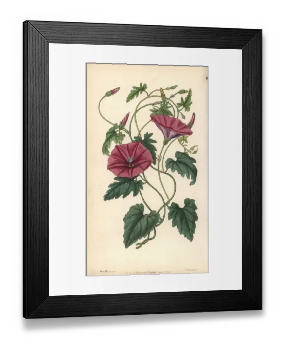 Framed Print : Bindweed, Convolvulus althaeoides Framed Print : Bindweed, Convolvulus althaeoides