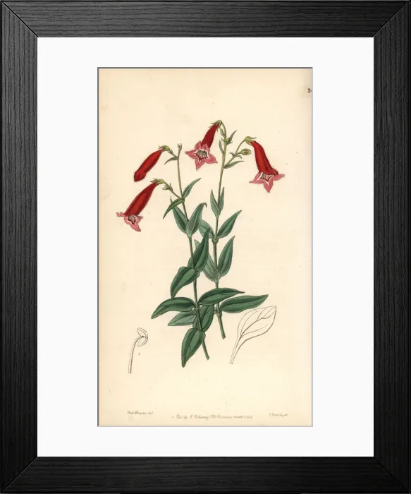 Framed Print : Beardtongue, Penstemon miniatus Framed Print : Beardtongue, Penstemon miniatus
