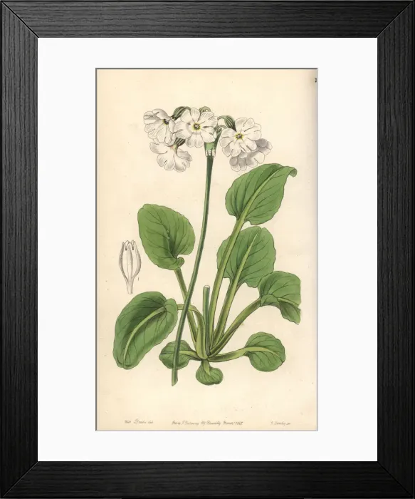 Framed Print : Tall pale primrose, Primula involucrata Framed Print : Tall pale primrose, Primula involucrata