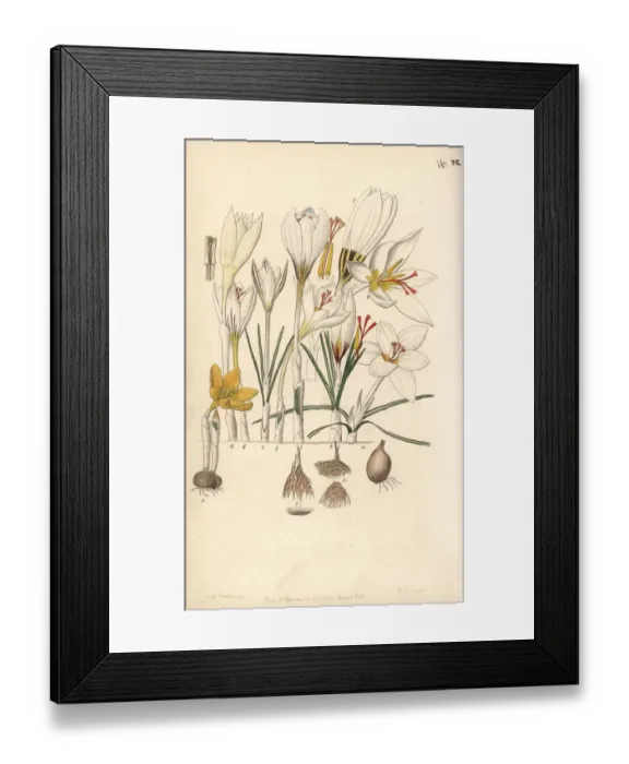Framed Print : Crocus varieties Framed Print : Crocus varieties