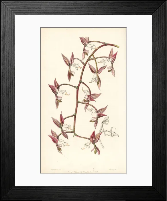 Framed Print : Gongora aromatica orchid