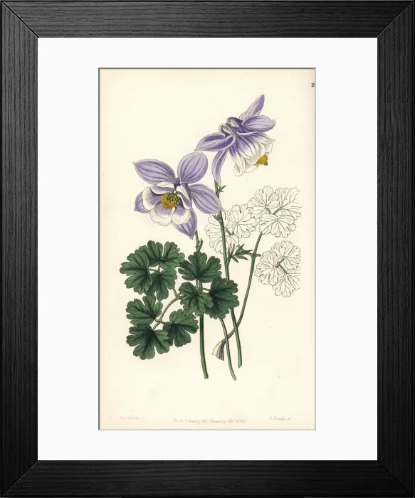 Framed Print : Columbine, Aquilegia glandulosa Framed Print : Columbine, Aquilegia glandulosa