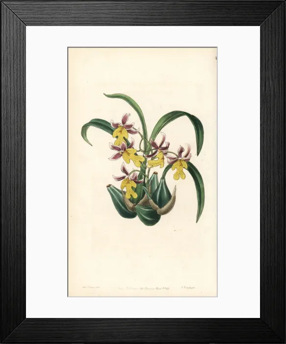 Framed Print : Oncidium ghiesbreghtianum orchid Framed Print : Oncidium ghiesbreghtianum orchid