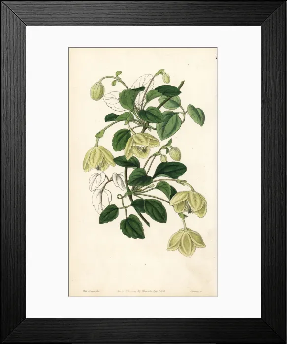 Framed Print : Clematis cirrhosa Framed Print : Clematis cirrhosa