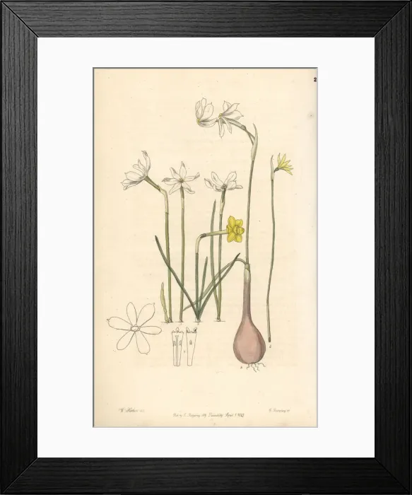 Framed Print : Daffodil varieties Framed Print : Daffodil varieties