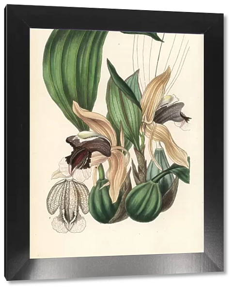 Showy coelogyne orchid, Coelogyne speciosa