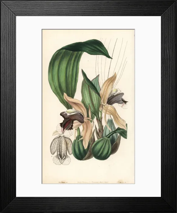 Framed Print : Showy coelogyne orchid, Coelogyne speciosa Framed Print : Showy coelogyne orchid, Coelogyne speciosa