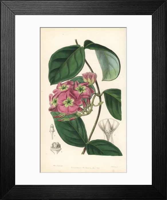 Framed Print : Dogbane, Temnadenia violacea Framed Print : Dogbane, Temnadenia violacea