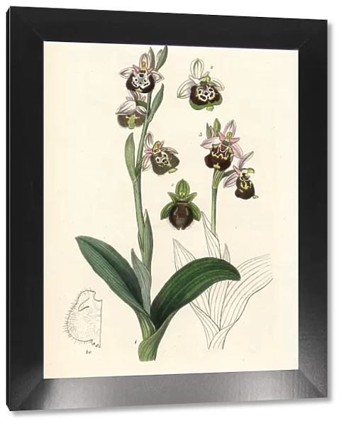 Late spider-orchid or painted-lipped ophrys