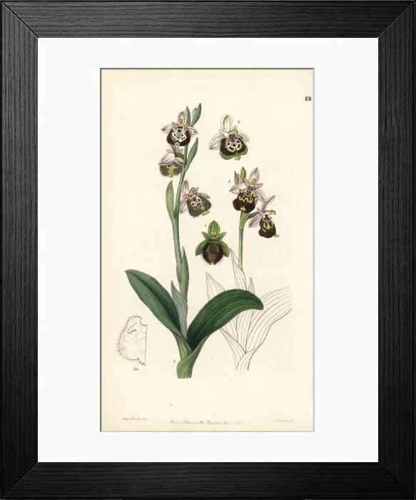 Framed Print : Late spider-orchid or painted-lipped ophrys Framed Print : Late spider-orchid or painted-lipped ophrys