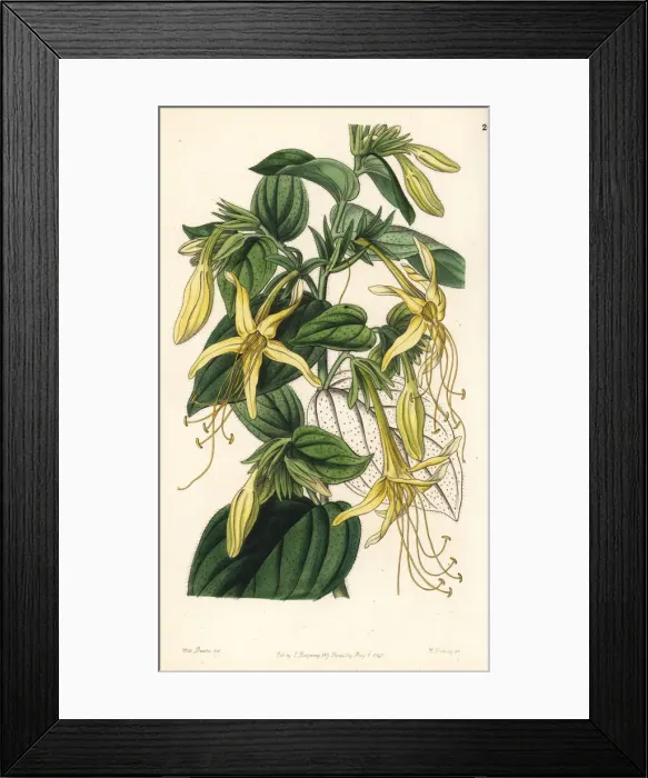Framed Print : Long-stemmed macromeria, Macromeria exserta Framed Print : Long-stemmed macromeria, Macromeria exserta