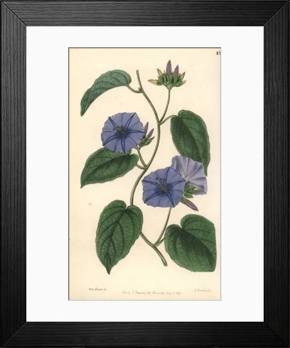 Framed Print : Skyblue clustervine. Jacquemontia pentanthos Framed Print : Skyblue clustervine. Jacquemontia pentanthos