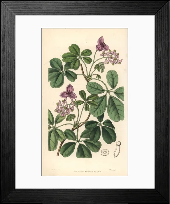 Framed Print : Chocolate vine, Akebia quinata Framed Print : Chocolate vine, Akebia quinata