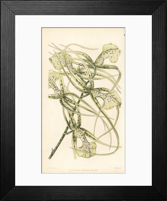 Framed Print : Warty brassia orchid, Brassia verrucosa Framed Print : Warty brassia orchid, Brassia verrucosa