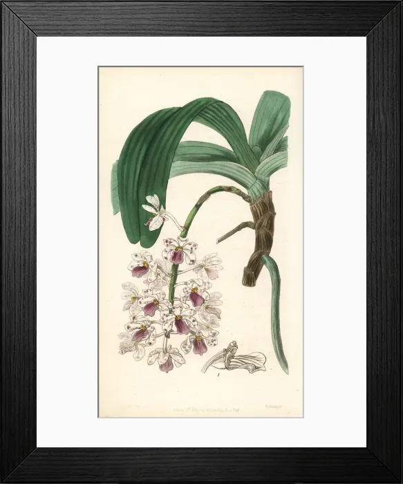 Framed Print : Rhynchostylis gigantea subsp. violacea orchid Framed Print : Rhynchostylis gigantea subsp. violacea orchid
