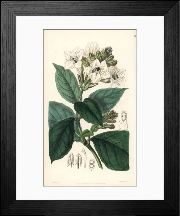 Framed Print : Asystasia scandens Framed Print : Asystasia scandens
