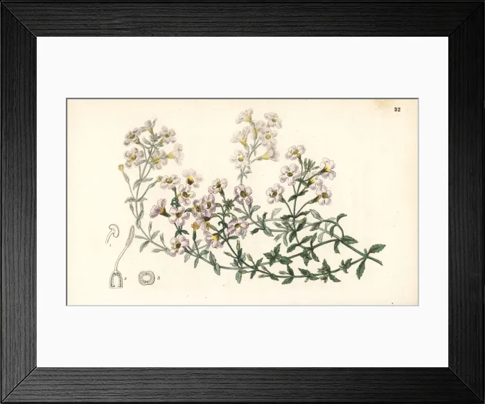 Framed Print : Many-flowered chaenostome, Chaenostoma polyanthum Framed Print : Many-flowered chaenostome, Chaenostoma polyanthum