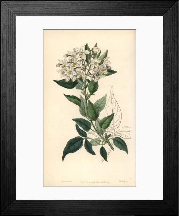 Framed Print : Potato vine or jasmine-leaved bittersweet Framed Print : Potato vine or jasmine-leaved bittersweet